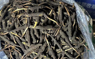 冬蟲夏草可以吃鮮的嗎？一文為你揭秘
