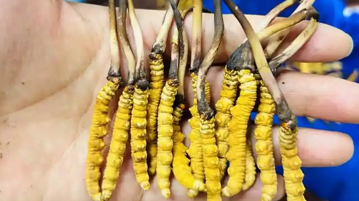 鮮冬蟲夏草出水怎么辦？實(shí)用處理指南