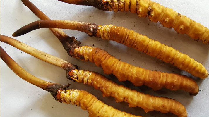 冬蟲夏草鮮草價(jià)格多少？揭秘其背后的定價(jià)密碼