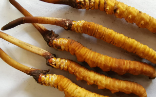 冬蟲夏草鮮草價(jià)格多少？揭秘其背后的定價(jià)密碼