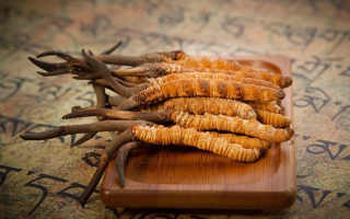 冬蟲(chóng)夏草鮮草會(huì)上火嗎？科學(xué)解讀其食用特性