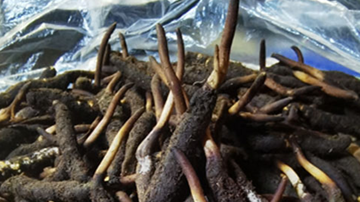 新鮮冬蟲夏草能放多久吃？一文掌握儲(chǔ)存與食用期限