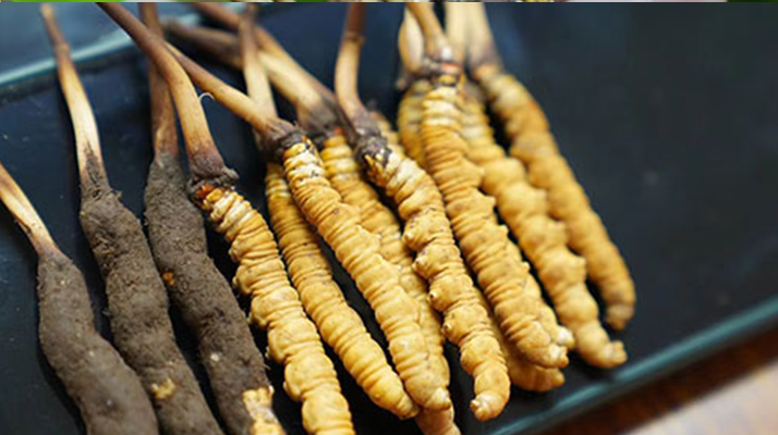 鮮冬蟲夏草什么季節(jié)最好？滋補時機大揭秘