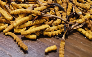 天然冬蟲夏草多少錢一克？
