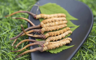 新鮮松茸冬蟲夏草怎么吃？滋補(bǔ)雙珍的美味搭配指南