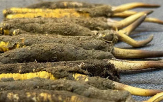 新鮮冬蟲夏草可以泡水喝嗎？正確方法與功效解析