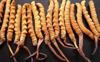 冬蟲夏草是什么味道？解析天然珍品的味覺密碼