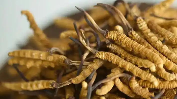 冬蟲(chóng)夏草的形成與生長(zhǎng)歷程