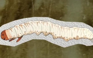 冬蟲夏草的秘密：全面解析其成分的神奇奧秘