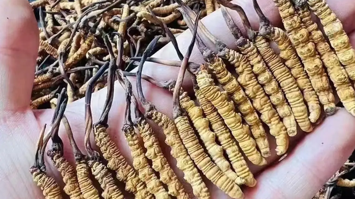 冬蟲夏草一克多少條？看懂規(guī)格，選對滋補品