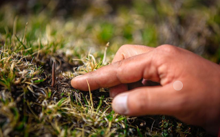 冬蟲夏草怎么找？自然采挖與市場獲取全指南