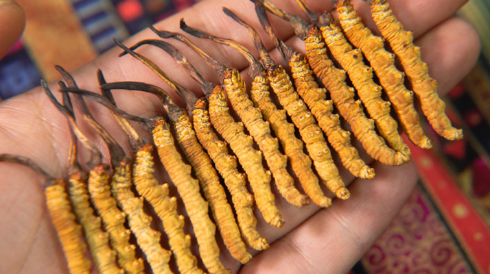 新鮮冬蟲夏草可以冷藏嗎？科學冷藏方法與注意事項