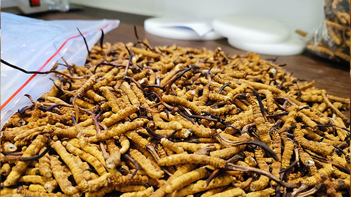 <a href=http://m.yananski.com/yangsheng/ target=_blank class=infotextkey>冬蟲夏草的作用</a>與功效：傳統(tǒng)智慧與現(xiàn)代科學(xué)的雙重解讀