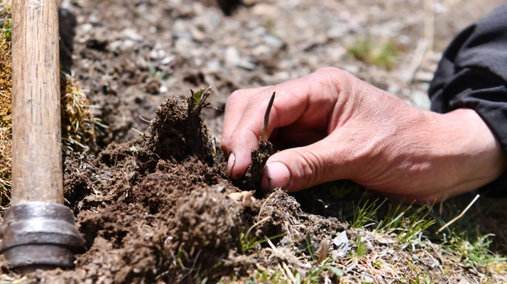 冬蟲夏草采摘全紀(jì)實(shí):一場(chǎng)海拔4500米的生命接力