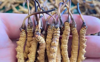 冬蟲夏草等級怎么辨別？專業(yè)指南教你識別優(yōu)劣真?zhèn)?> </div>
            <div   id=