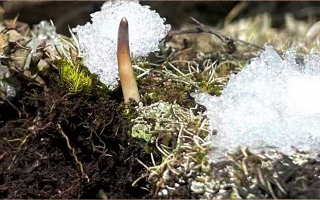 冬蟲夏草的起源：一場(chǎng)持續(xù)千年的生命奇跡探索