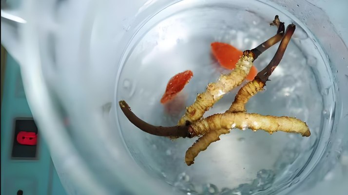 人參冬蟲夏草枸杞泡酒:古法釀就的滋補佳釀