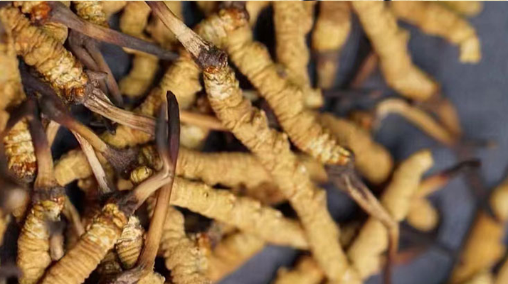 鹿茸和冬蟲夏草，誰更 “值錢”？