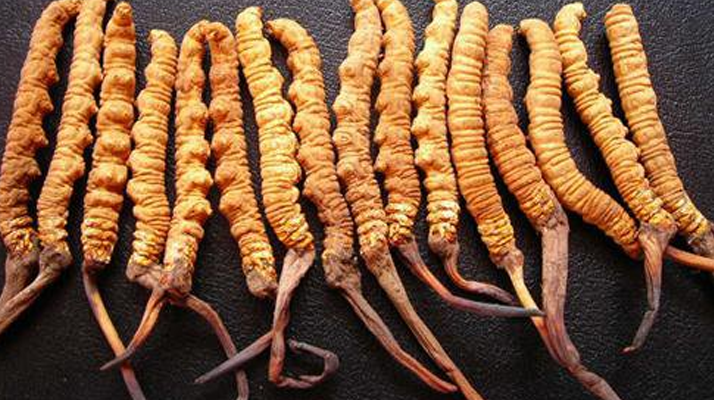 深圳冬蟲夏草價(jià)格指南：一克多少錢？