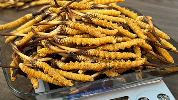 冬蟲(chóng)夏草小孩可以服用嗎？科學(xué)判斷與服用指南