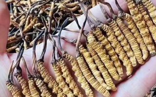 一克一根冬蟲夏草的價(jià)格探秘