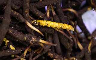 新鮮冬蟲夏草可以冷凍嗎？科學(xué)保存指南來了