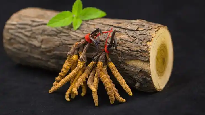 冬蟲(chóng)夏草一開(kāi)始長(zhǎng)什么樣？從幼蟲(chóng)到蟲(chóng)草雛形的生長(zhǎng)歷程