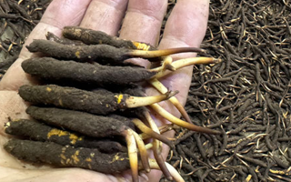 一天一根新鮮冬蟲夏草，這些功效藏不住