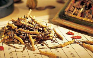冬蟲夏草適合哪些人？一文讀懂適用與禁忌人群