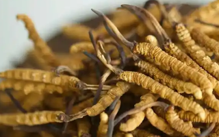 正品冬蟲夏草的藥用價值：從傳統(tǒng)智慧到現代科學的雙重印證
