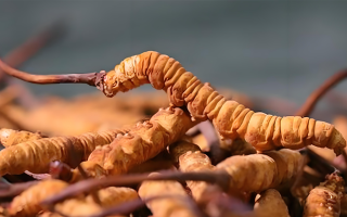 冬蟲夏草泡酒全攻略：所需材料、選材標準與準備指南