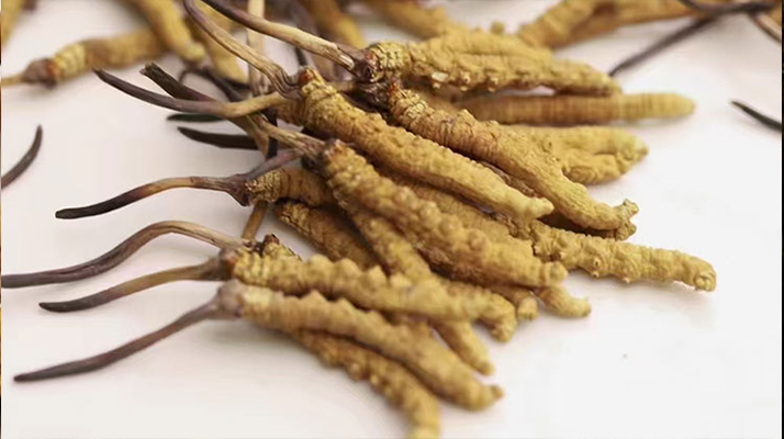 長時間吃冬蟲夏草會導致掉頭發(fā)嗎？