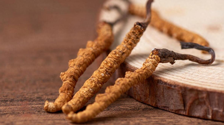 新鮮冬蟲(chóng)夏草怎么保存