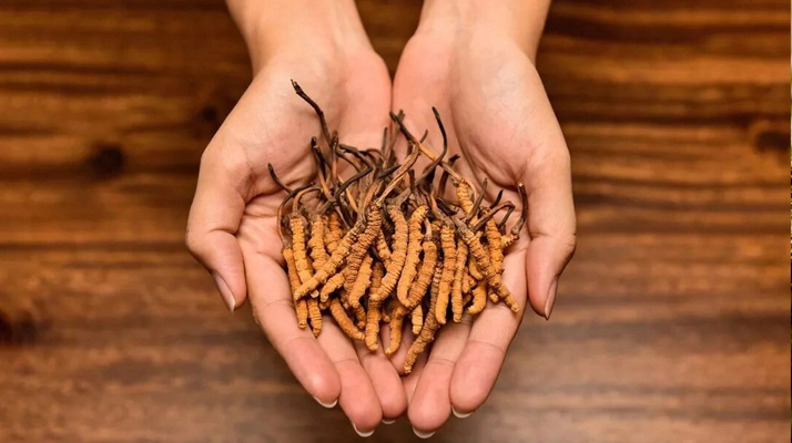 比較好的冬蟲(chóng)夏草市場(chǎng)價(jià)