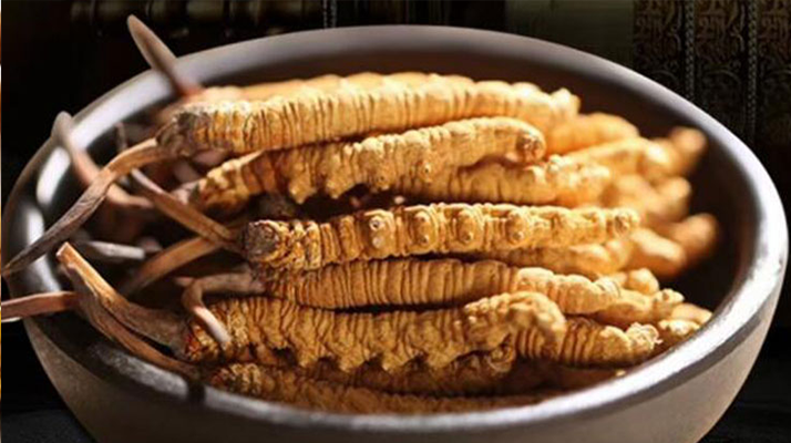 最新鮮的冬蟲夏草：產(chǎn)地、采挖與保存之辨