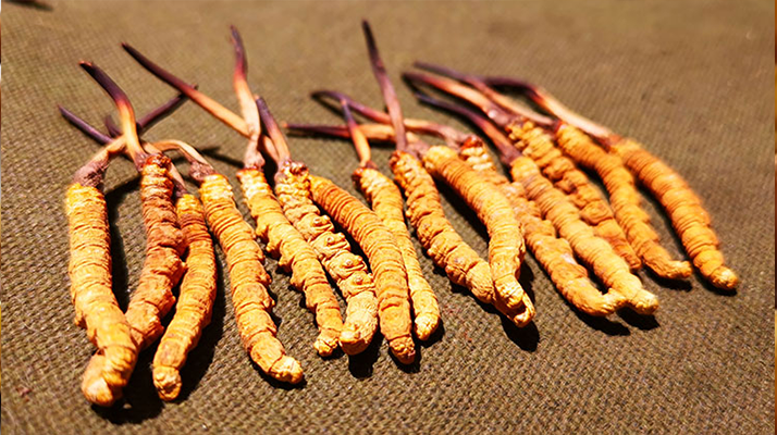 抖音上的冬蟲夏草能買嗎？謹慎抉擇，理性消費