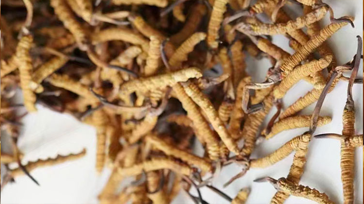 冬蟲(chóng)夏草一斤多少元一根？多因素交織下的價(jià)格探秘