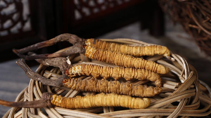 冬蟲(chóng)夏草煲湯怎么煲好喝？營(yíng)養(yǎng)與口感雙優(yōu)的實(shí)用指南