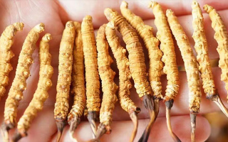 長時間喝冬蟲夏草好嗎？科學(xué)視角下的利弊與飲用指南