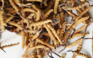 冬蟲(chóng)夏草一斤多少元一根？多因素交織下的價(jià)格探秘