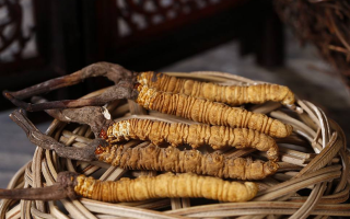 冬蟲夏草煲湯怎么煲好喝？營養(yǎng)與口感雙優(yōu)的實(shí)用指南