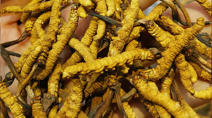 煮冬蟲夏草水能否泡茶？正確飲用方式與誤區(qū)解析