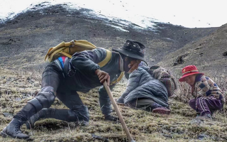 野生冬蟲夏草產(chǎn)地在哪里？核心產(chǎn)區(qū)與品質(zhì)特點解析