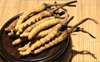 剛挖采的冬蟲夏草怎么辦？科學處理與儲存指南