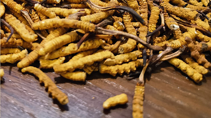 鮮冬蟲夏草煮多久？掌握時(shí)長，鎖住營養(yǎng)與鮮味