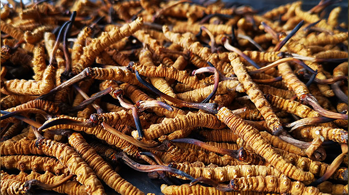 一根冬蟲夏草大概多少錢？價格背后的秘密