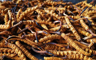 一根冬蟲夏草大概多少錢？價格背后的秘密