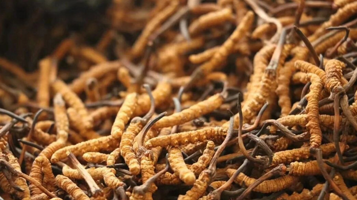 冬蟲夏草現(xiàn)在多少錢？價格探秘