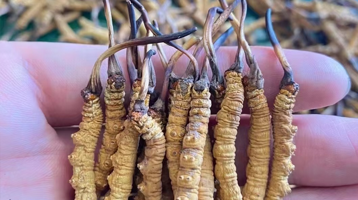 冬蟲夏草效果有這么大嗎 