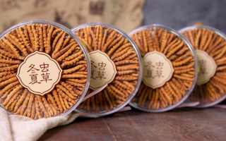 新鮮冬蟲夏草如何做酒？解鎖鮮蟲草泡酒的科學(xué)方法